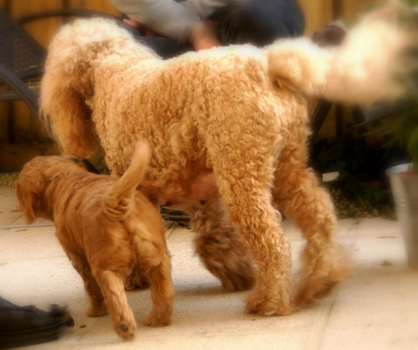 australian labradoodle